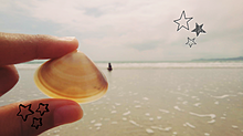 ❗海と貝殻❗の画像(貝殻に関連した画像)