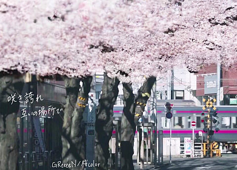 GReeeeN/桜colorの画像(プリ画像)
