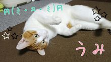 リア友(愛由奈)ちゃんの飼ってる猫の画像(由奈に関連した画像)