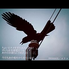 ONEOKROCK／カラス プリ画像