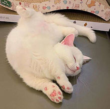白猫の画像9963点 完全無料画像検索のプリ画像 Bygmo
