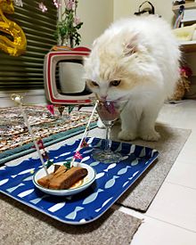 猫 誕生日の画像192点 完全無料画像検索のプリ画像 Bygmo