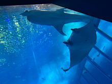 美海水族館🐠🐟の画像(沖縄 海に関連した画像)