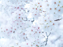 桜の画像(エアリーに関連した画像)