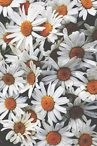 オシャレ 白い花の画像4点 完全無料画像検索のプリ画像 Bygmo