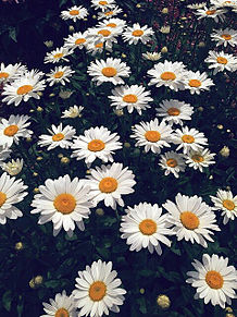 かわいい 白い花の画像18点 完全無料画像検索のプリ画像 Bygmo
