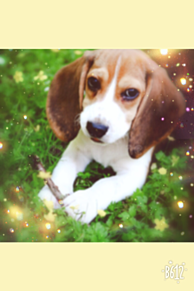 ビーグル 犬の画像23点 完全無料画像検索のプリ画像 Bygmo