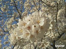 桜🌸の画像(春の季節と言えばに関連した画像)