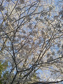 桜🌸の画像(春の季節と言えばに関連した画像)