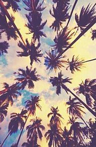Palm treeの画像(Laに関連した画像)