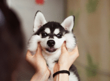 可愛い犬 癒しの画像8点 完全無料画像検索のプリ画像 Bygmo