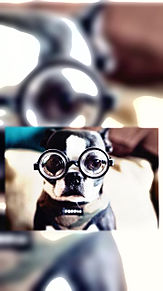 サングラス 犬 壁紙の画像6点 完全無料画像検索のプリ画像 Bygmo