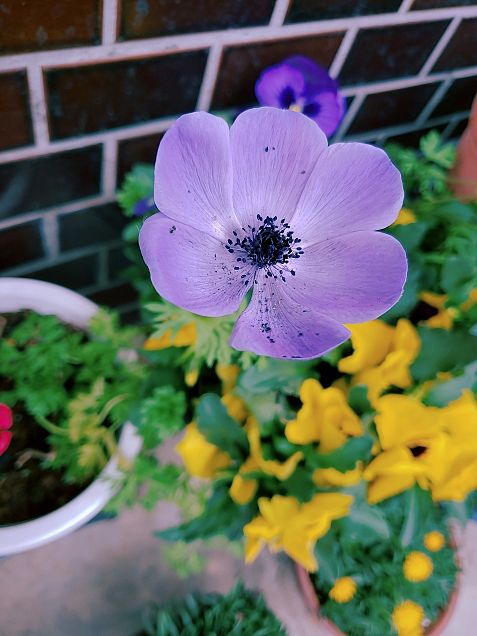 お花⸜🌷︎⸝‍の画像 プリ画像