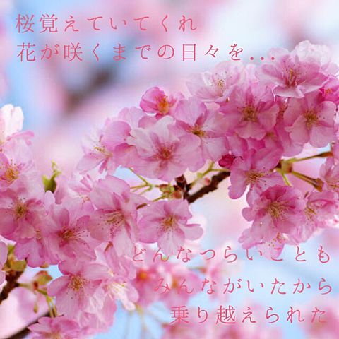 桜、覚えていてくれの画像(プリ画像)