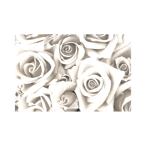 白い薔薇の画像 プリ画像