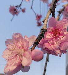 桜🌸の画像(サクラに関連した画像)