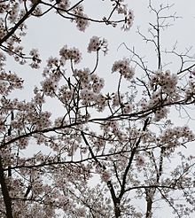 春と桜 プリ画像