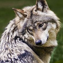 かっこいい 動物 狼の画像14点 完全無料画像検索のプリ画像 Bygmo
