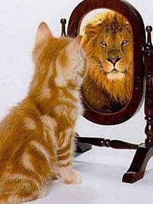 ライオン 猫 鏡の画像2点 完全無料画像検索のプリ画像 Bygmo