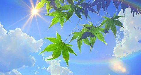 風景 葉っぱ 太陽 虹 雲 青い空の画像(プリ画像)