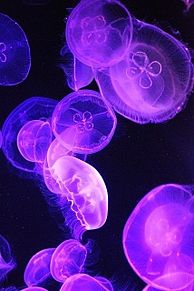 紫 クラゲの画像13点 完全無料画像検索のプリ画像 Bygmo
