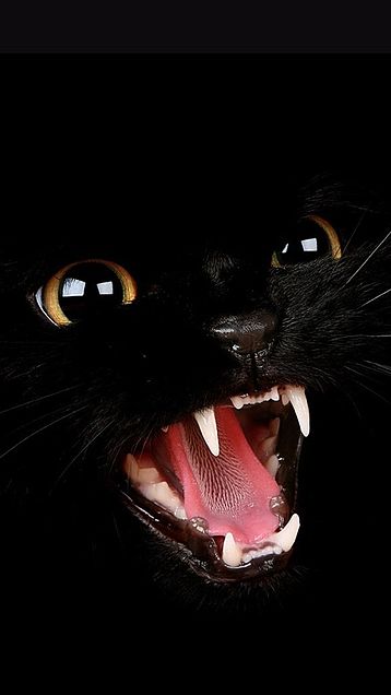 黒猫 完全無料画像検索のプリ画像 Bygmo