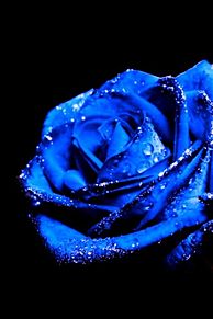 壁紙 青い薔薇の画像2点 完全無料画像検索のプリ画像 Bygmo