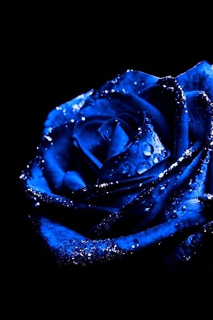 壁紙 青い薔薇の画像2点 完全無料画像検索のプリ画像 Bygmo