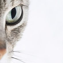 壁紙 かっこいい 猫の画像55点 4ページ目 完全無料画像検索のプリ画像 Bygmo