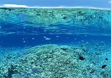 沖縄の海中の画像(珊瑚に関連した画像)