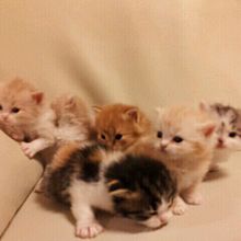 ネコちゃん、子猫たち、可愛い過ぎる、癒される、動物、アニマル、猫、ネコたん、ねこちゃん、猫ちゃん、ネコちゃんねこたん、ネコたん、猫たんの画像(#可愛い過ぎに関連した画像)
