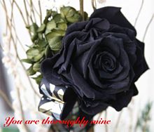 花言葉 黒薔薇の画像8点 完全無料画像検索のプリ画像 Bygmo