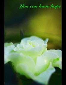 緑の薔薇 花言葉の画像1点 完全無料画像検索のプリ画像 Bygmo