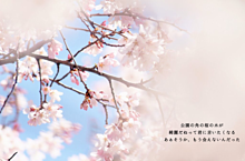 ほぞんのときぽちの画像(桜/素材/風の強い日に関連した画像)