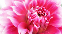 ダリア 壁紙 花の画像5点 完全無料画像検索のプリ画像 Bygmo
