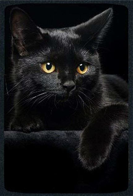 背景 壁紙 素材 猫 黒猫の画像(プリ画像)