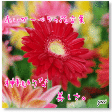ガーベラの花言葉の画像(ガーベラの花言葉に関連した画像)