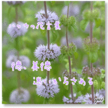 紫 ハッカ 花言葉の画像1点 完全無料画像検索のプリ画像 Bygmo