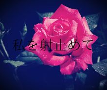 薔薇の花言葉 プリ画像