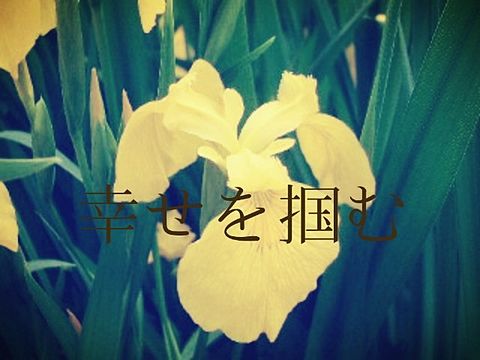 木菖蒲の花言葉の画像 プリ画像
