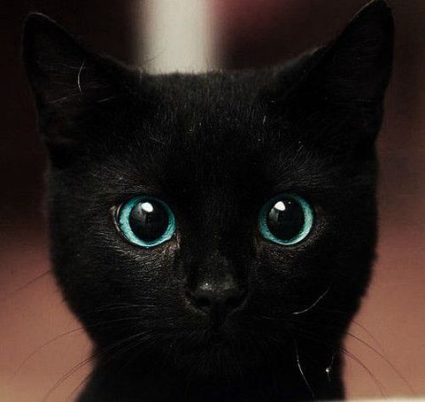 黒猫 子猫 可愛いの画像 プリ画像