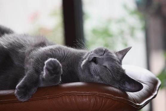 猫 寝顔 ロシアンブルー 完全無料画像検索のプリ画像 Bygmo