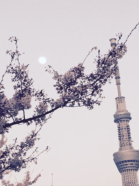 桜とスカイツリーと。の画像(プリ画像)