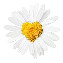 デイジー 花の画像490点 完全無料画像検索のプリ画像 Bygmo