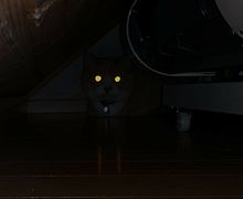 怖い画像 暗闇の猫の目 プリ画像