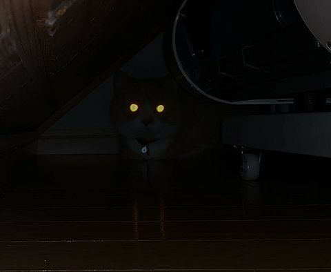 怖い画像 暗闇の猫の目の画像 プリ画像