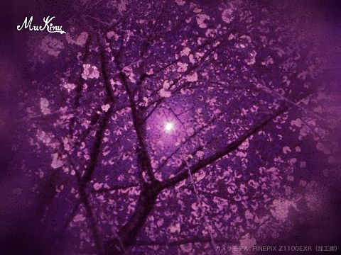 夜の桜 完全無料画像検索のプリ画像 Bygmo