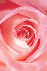 ばら バラ ピンク 壁紙 待ち受け 素材 薔薇 高画質の画像2点 完全無料画像検索のプリ画像 Bygmo