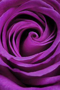 壁紙 紫 バラの画像17点 2ページ目 完全無料画像検索のプリ画像 Bygmo