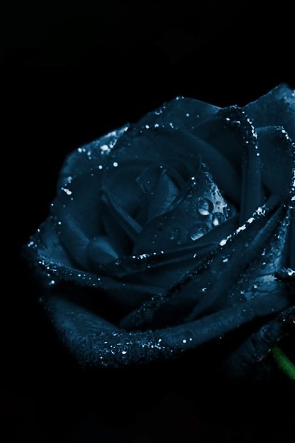 無料ダウンロード待ち受け 青い 薔薇 壁紙 最高の花の画像